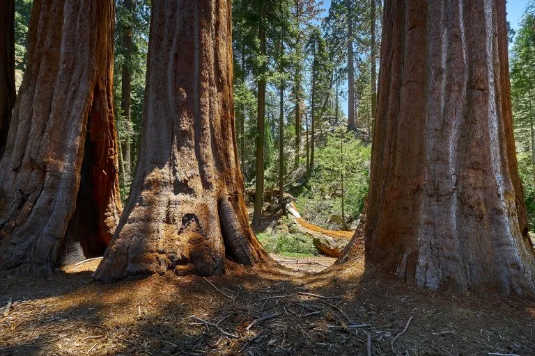 Sequoia National Park, Hume, California